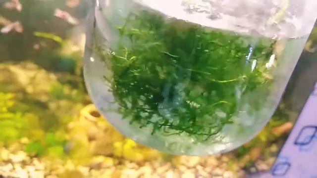 Гуппи разведение. Сохранение потомства живородки (меченосец, моллинезия и тп) смотреть онлайн