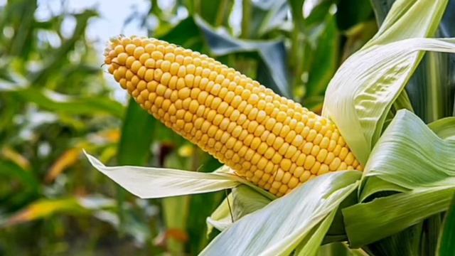 КАК  МАИС  СТАЛ  КУКУРУЗОЙ  ?