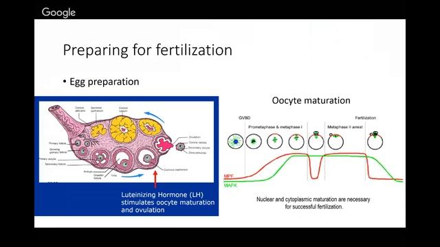 Year 2 Revision Lecture 2017: Reproductive System смотреть онлайн