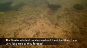 Exploring a river near the town of Sonora, Mato Grosso do Sul, Brazil.