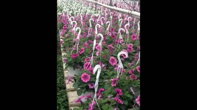 Wave Petunias.SALE 2012: 1864 S Easton Rd. Doylestown, PA 18901: orserlandscaping.com смотреть онлайн