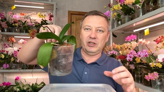 орхидеи дали ДУБА 70 дней после пересадки орхидей в ЭТОТ ГРУНТ смотреть онлайн