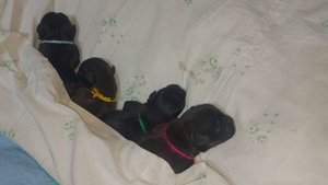 Как принять роды, у мелких пород собак