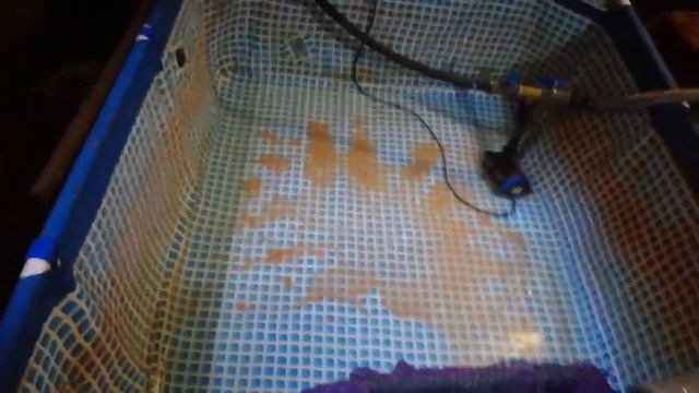 Африканский клариевый сом 42-й день со дня приезда. смотреть онлайн