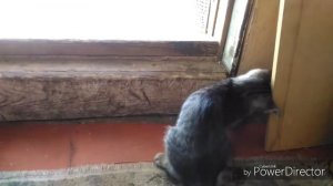 Прикол, кошка поймала крота!