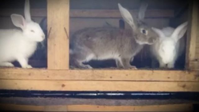 Кокцидиоз у домашних кроликов смотреть онлайн