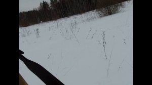 Охота на лося, первый добытый бык в 22-м году