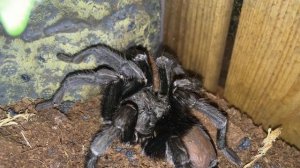 Первый паук птицеед