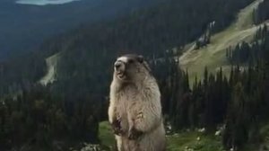 Marmot screaming on Blackcomb Mountain ¦ Сурок кричит в горах._cut
