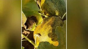 Дыня сорта Пьель де Сапо Кишгюнеш и Дыня сорта Амал Баллу Bursa Tohum