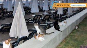 PALOMA OCEANA RESORT 5* Турция Сиде отзывы – отель ПАЛОМА ОКЕАНА РЕЗОРТ 5* Сиде отзывы видео