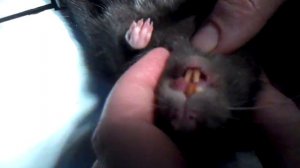 How to trim the teeth of rats. Как обрезать зубы у крысы.