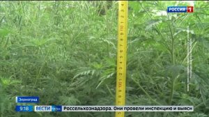 В парке Зернограда обнаружили заросли двухметровой амброзии