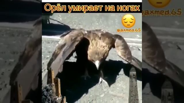 Орёл умирает на ногах ???