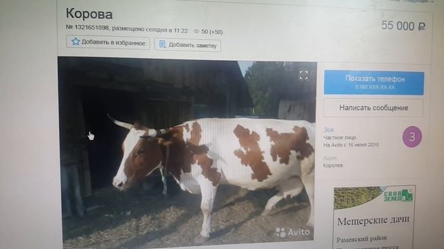 Лохотрон на Авито корова с доставкой! смотреть онлайн