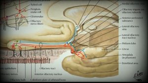 Анатомия с АВ. Органы обоняния и вкуса.