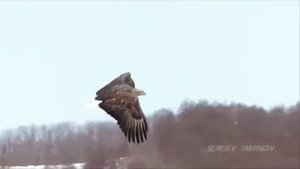 Все бои Хабиба Нурмагомедова☝️