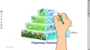 Виды экологических пирамид.