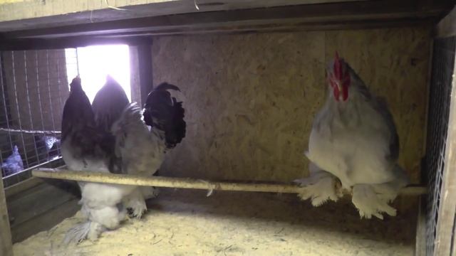 Петухи Колумбийская Брама и Кохинхин голубой смотреть онлайн