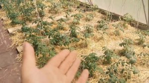 Чтобы не ЖИРОВАЛИ ПОМИДОРЫ сделайте так! Как остановить жирование томатов без химии!