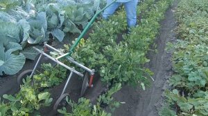 Секрета при выращивании АРАХИСА больше нет! Как вырастить арахис за 8 минут.