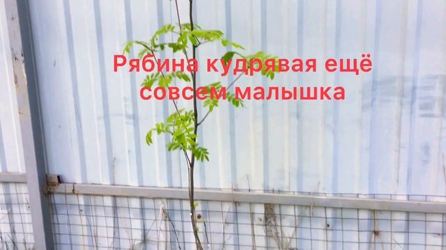 ☀️Природа просыпается| Наши поля и леса| Цветы проснулись ? смотреть онлайн