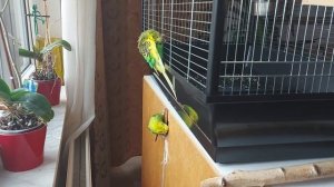 Волнистый попугай. Волнистик ищет место для гнезда