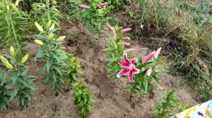 Новый БИЗНЕС в деревне - выращивание ЛИЛИЙ || Везу цветы на рынок #25