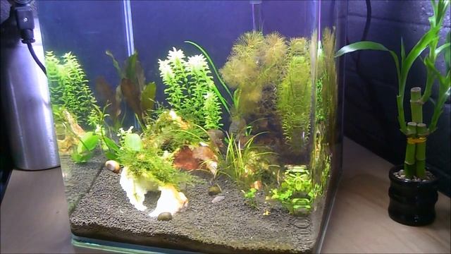 erythromicron microrasbora tank смотреть онлайн