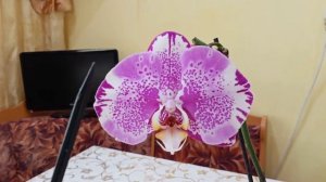 Орхидея Синголо. Особенности цветения.