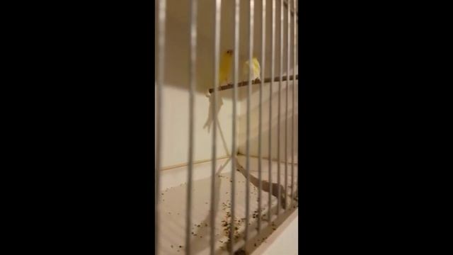 Как Разводить Канареек ,один из способов . смотреть онлайн