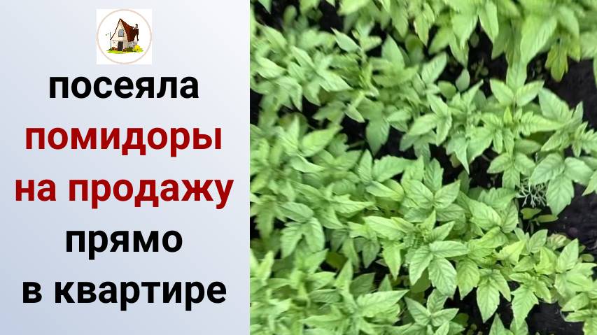 5. Посев томатов в квартирных условиях на продажу 2024.