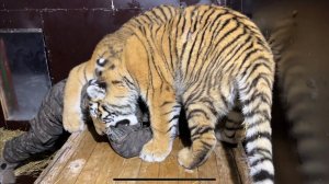 Леопард Герд рад после операции! Диагноз Тигра Инфинити