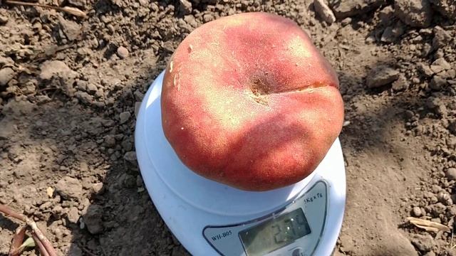 Персик інжирний Плане Сильвер. Peach Plane Silver. Перші плоди. смотреть онлайн