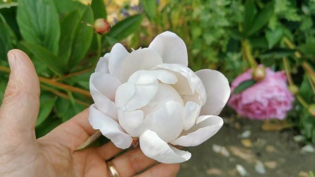 English Peony "Double White"