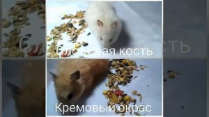 Визуальное отличие окрасов: слоновая кость и кремовый