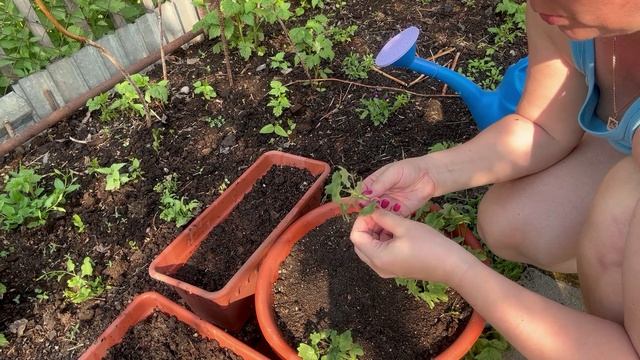 Так герань я еще не садила. Самая простая посадка пеларгонии в вазон и ящики смотреть онлайн