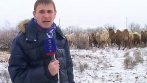 Астраханские верблюды зимуют