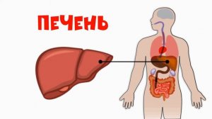 Организм ЧЕЛОВЕКА. Что у тебя внутри?
