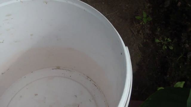 Томат Лирика F1 от Партнера. Взвешиваем плоды смотреть онлайн