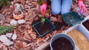 Осенняя посадка крокусов