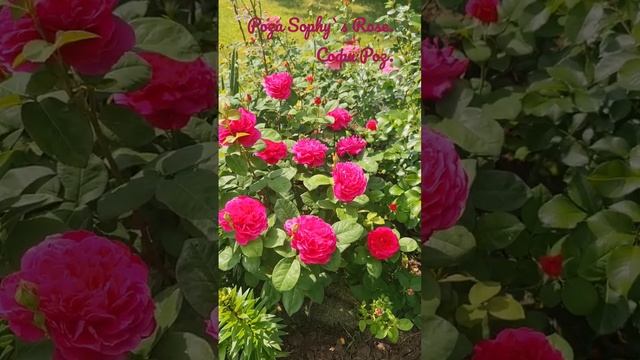 4.06.2023 г. Роза Д. Остина Софи Роз (Sophy`s Rose.) #днепр #украина #розы #flowers #сад