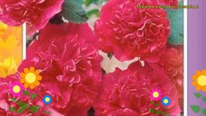 Мальва Розовая замша. Краткий обзор, описание характеристик alcea rosea Rozovaya zamsha
