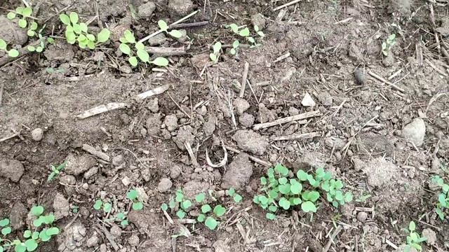 Высадка рассады томатов и баклажан в теплицы в апреле смотреть онлайн