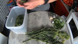 ПОМИДОРЫ БОЧКОВЫЕ. Выпуск №123