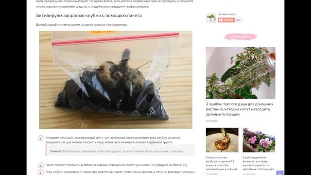 Глоксиния: как разбудить цветок? 3 верных способа активизации клубней смотреть онлайн