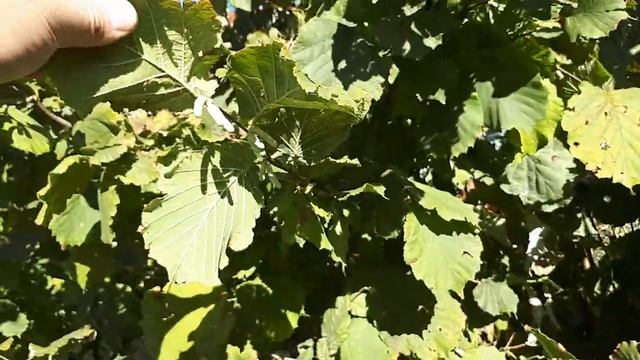 Трапезунд, Керасунд, Пурпурный. Фундук. Сережки.13.09.2019г. смотреть онлайн