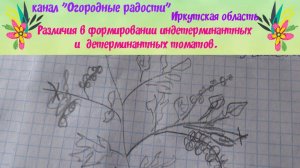 Различия в формировании индетерминантных и детерминантных томатов.