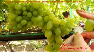Виноград БОГАТЯНОВСКИЙ - ранне-средний, стабильно плодоносящий и вкусный. (Пузенко Наталья)