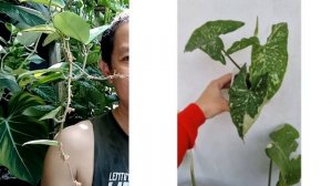 TOP 10 SYNGONIUM TERMAHAL 2022 - HARGA 5 JUTAAN HINGGA 35 JUTAAN,  Episode 74